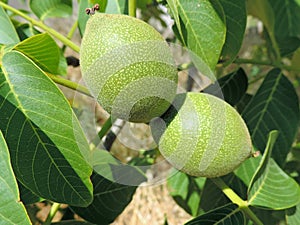 two green immature walnuts on a tree