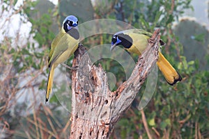 Two green jays