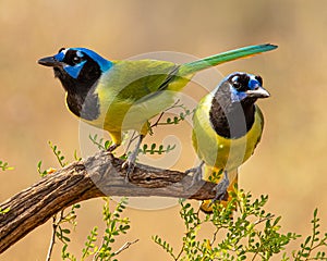 Two Green Jays pose together on tree limb in South Texas