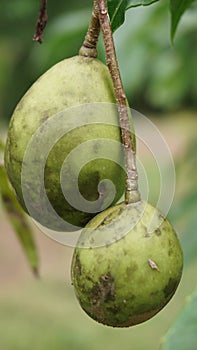 two green kedondongs that were still hanging