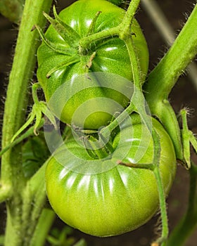 Two green large tomatoes are in the greenhouse.