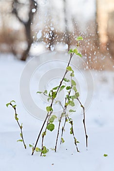 Two green leaf green branches in the snow, the concept of global warming