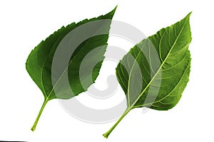 Two green leaves of Jerusalem artichoke isolated on white background, the upper and lower side of the leaf