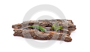 Two green lizards on the bark of a tree