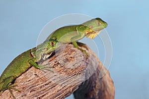 Two green lizards crawling on a branch