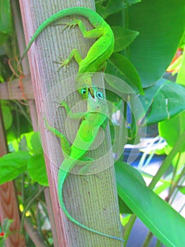 Two green lizards stand by mouth