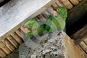 Two green lorikeet parrots birds sitting under a housetop, Orosi Valley, Costa Rica