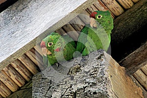Two green lorikeet parrots birds sitting under a housetop, Orosi Valley, Costa Rica photo