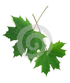 Two green maple leaves