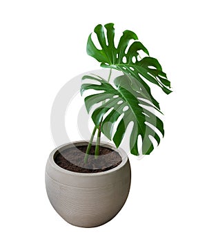 Two green monstera plant leaves with stalk in clay pot, the evergreen vine isolated on white background, clipping path