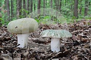 Two green mushrooms in oak forest
