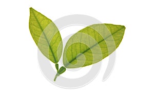 Two green orange tree leaves isolated over white