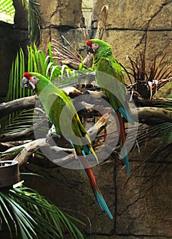 Two green parrots