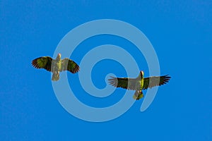 Two green Parrots Crimson-fronted Parakeet flying on clear blue sky