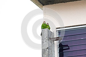 two green parrots sit at a house photo