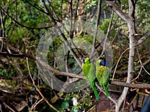 Two green parrots sit on a tree branch.