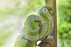 Two green parrots sitting