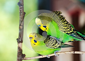 Two green parrots are sitting on  branch, one is sitting on other. Reproduction of parrots concept