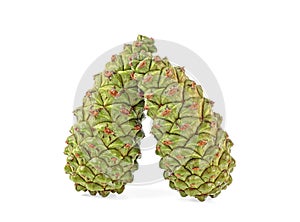 Two green pine cones isolated on white background