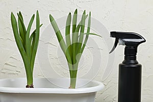 Two green plants in a white pot. Nearby is a black plastic spray gun. On a white background