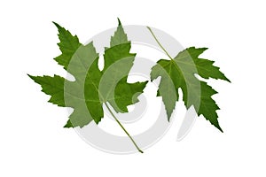 Two green platan leaves.