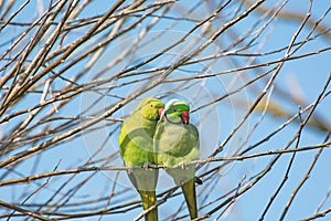 Two Green Ring knecked Parakeets cuddled together on branch