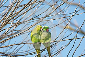 Dos verde anillo periquitos abrazo común sobre el rama 