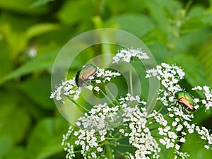 Two Green Rose Chafer, Cetonia Aurata, feeding on white flowers of Bishop`s weed, macro, selective focus, shallow DOF