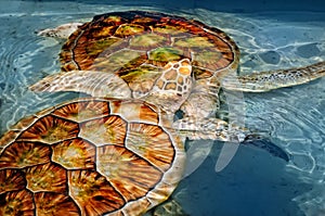 Two Green Sea Turtles