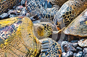 Two green sea turtles head to head on the shore.