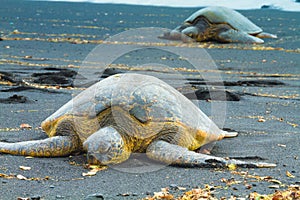 Two green sea turtles