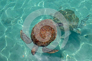 Two green sea turtles swimming in the sea