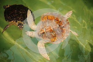 Two Green Sea Turtles under water