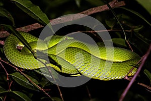 two green snakes laying on branches of a tree at night
