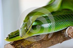 Two green snakes: red-tailed green ratsnake Gonyosoma oxycephalum