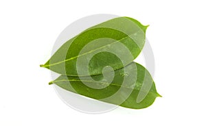 Two green soursop leaves isolated on white background