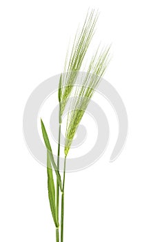 Two green spikelets of barley on white background