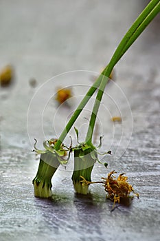 Two green stalks of unblown dandelions on a gray vintage background. They resemble the legs of a ballerina in pointe shoes.