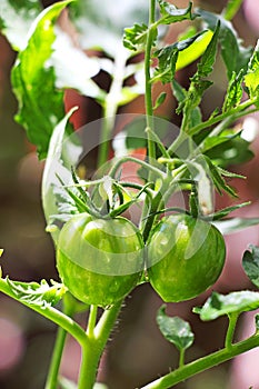 Two green Tomatoes