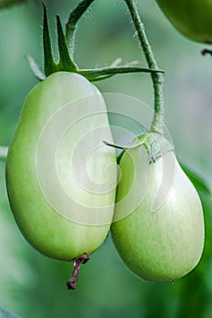 Two green tomatoes hanging from the bush.