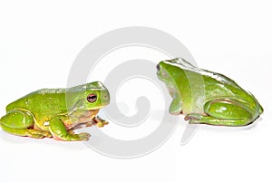 Two green tree frogs