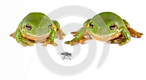 Two green tree frogs and a fly