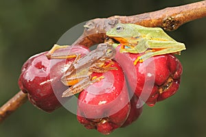 Two green tree frogs prepare to mate on a branch of a pink Malay apple tree covered in fruit.