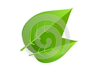 Two green tree leaves vector illustration