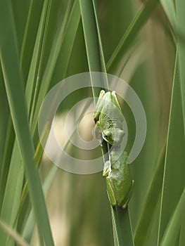 Two green treefrogs