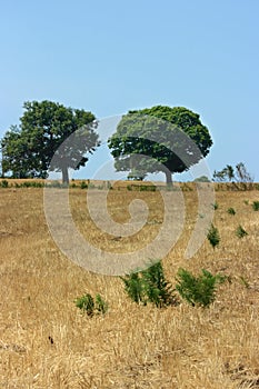 Two green trees on yellow field