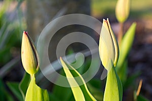 Two green tulips closeup