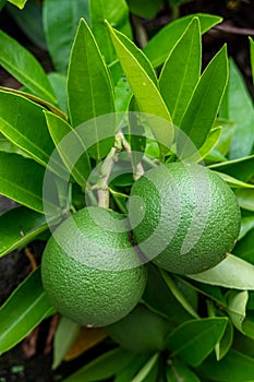 two green unripe tangerines on the green branches