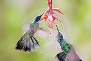 Green Violet-ear Hummingbirds  841573 photo