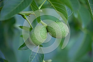 Two green walnuts, close-up, growing on a tree.